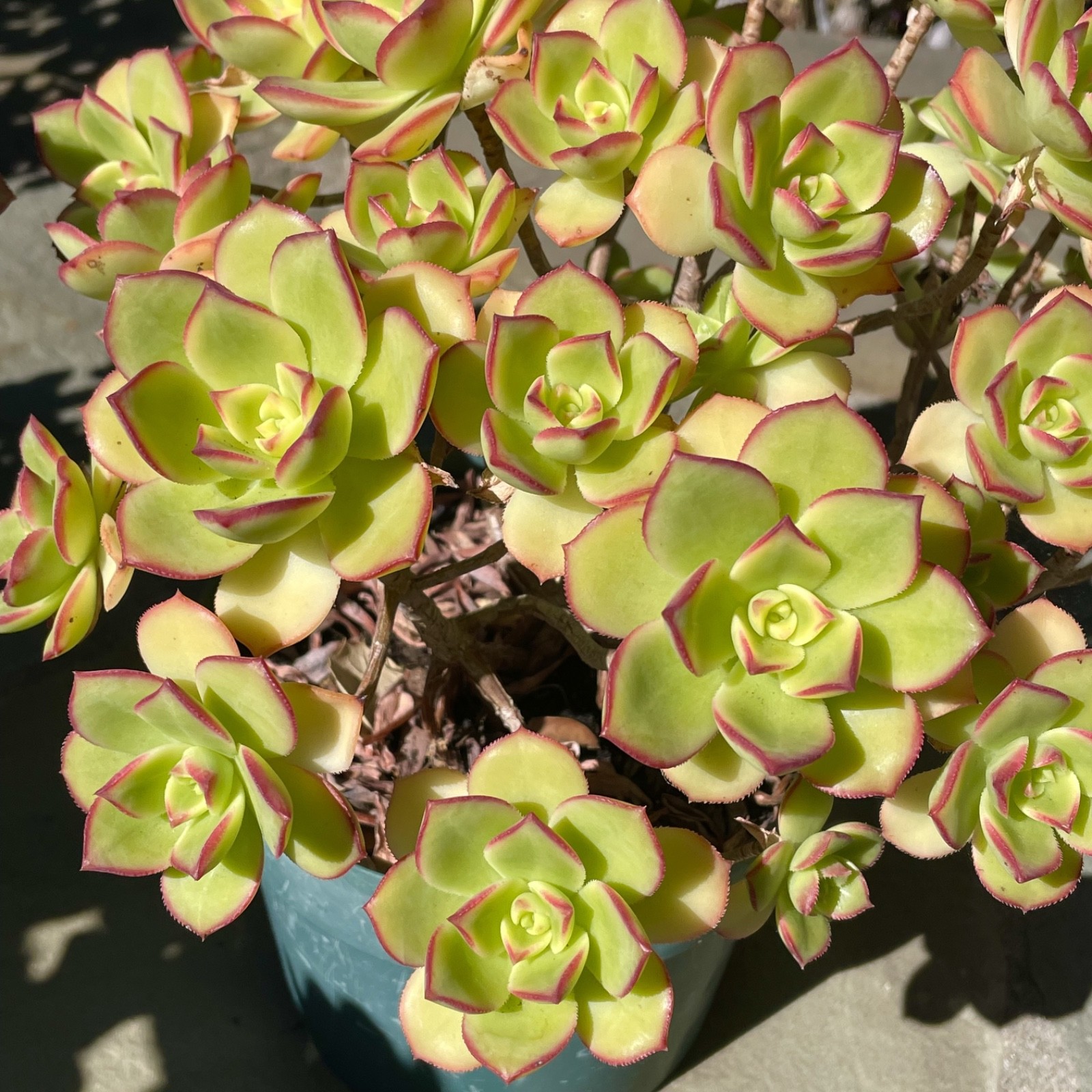 Rare Aeonium Kiwi Variegated Succulent Live Plant Unrooted Cutting 2-3 Inches