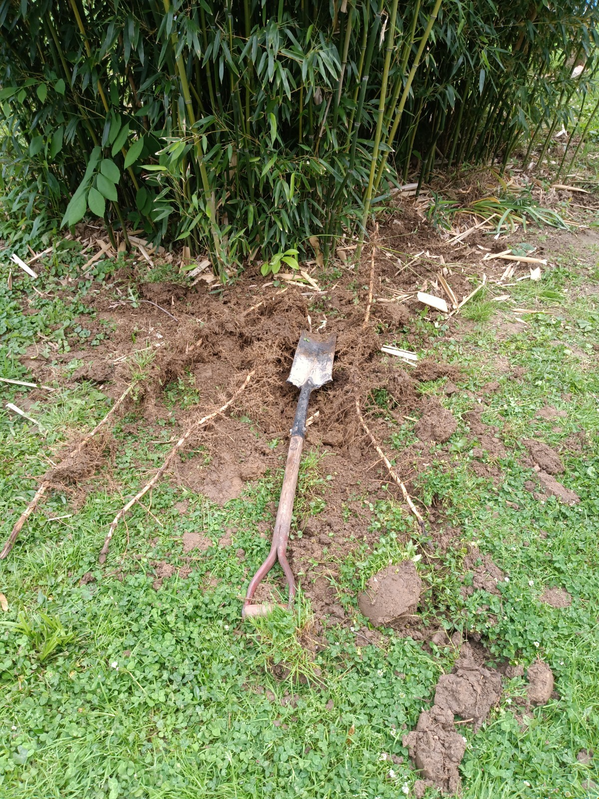 Fall Special MOSO Live Bamboo Root 6pc per order, 5 inches or longer each.