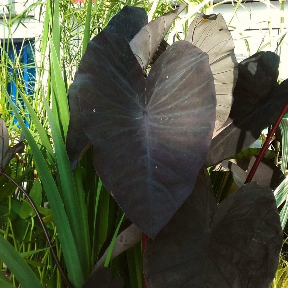 Black Magic – Colocasia esculenta- Elephant Ear – SMALL ROOTED STARTER Plant