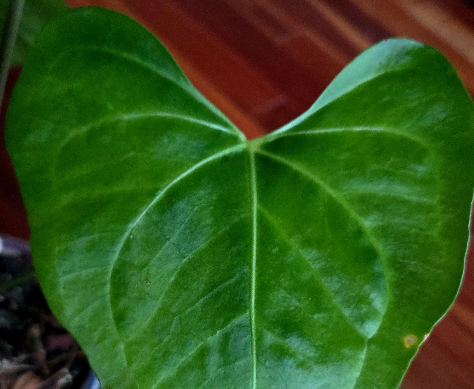 Rare XL Anthurium Pedatoradiatum X Clarinervium 24″ Tall Not Philodendron