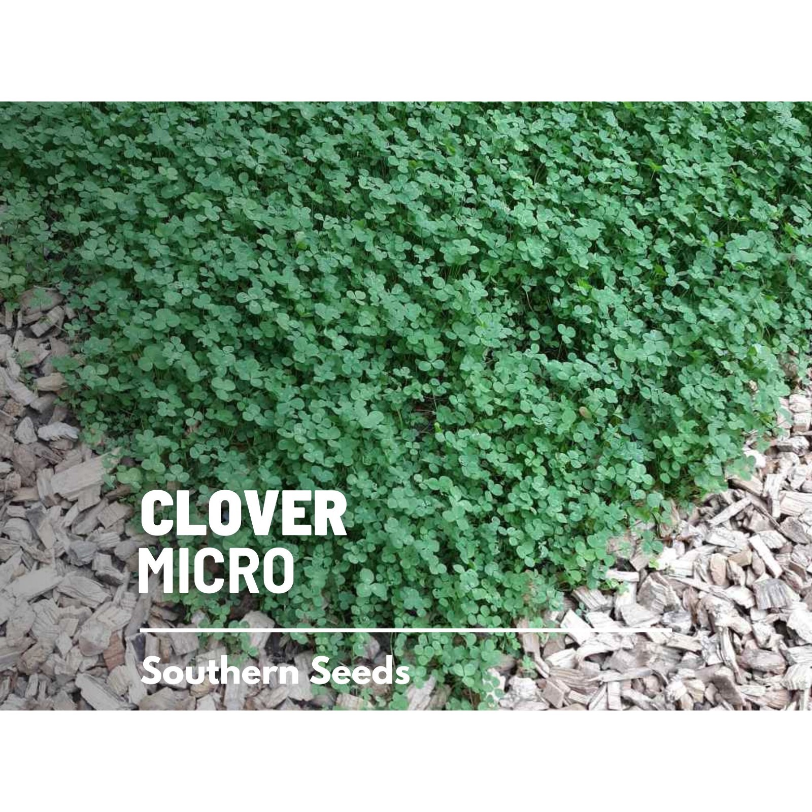 Clover, Micro (Mini) – 10,000 Seeds – Lawn Alternative, Grass Supplement
