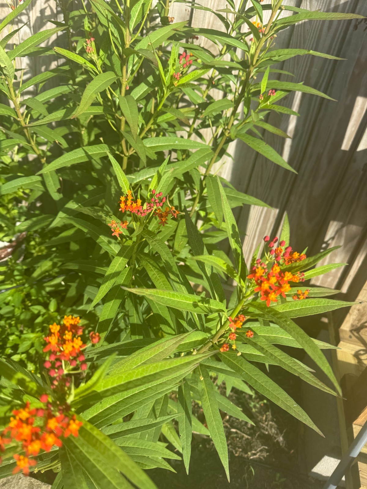 Free Shipping. Butterfly Milkweed Seeds – Ascelpias Tuberosa, Monarch Butterfly,