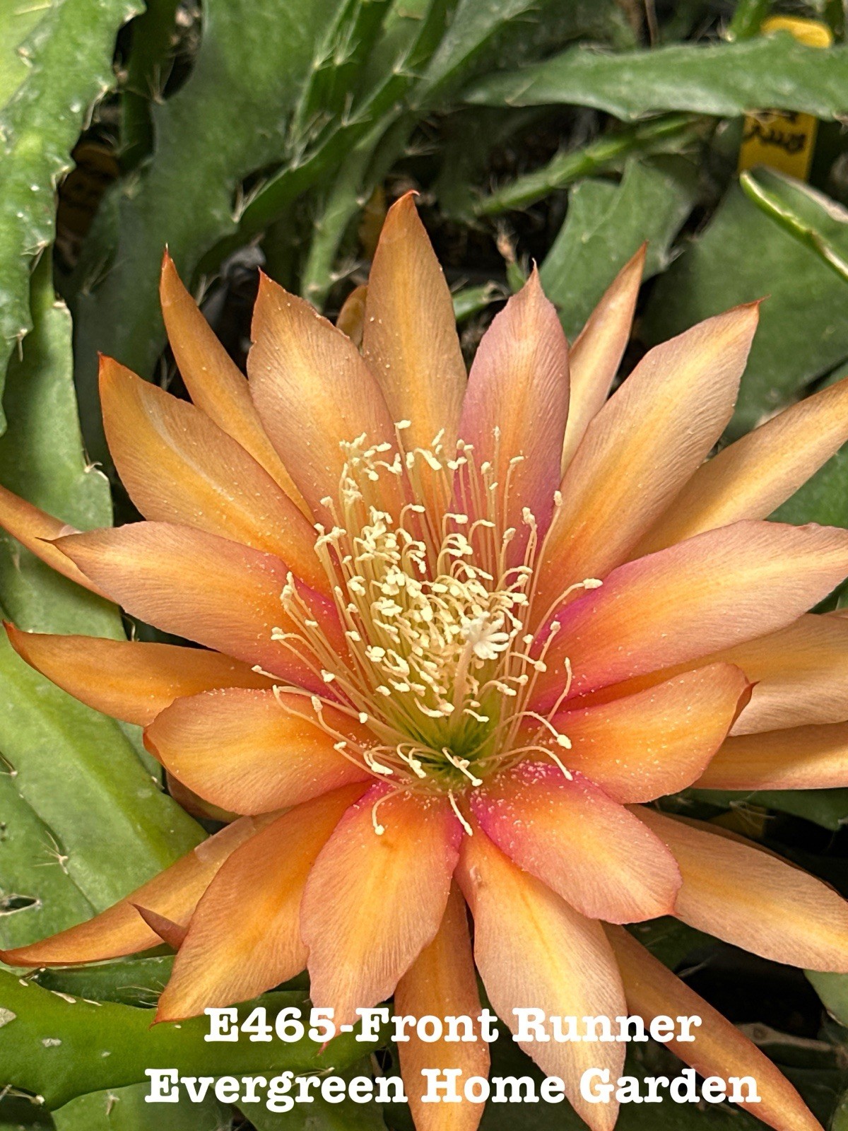 Rooted Epiphyllum Orchid Cactus “Front Runner”Growing In 4” Starter pot.