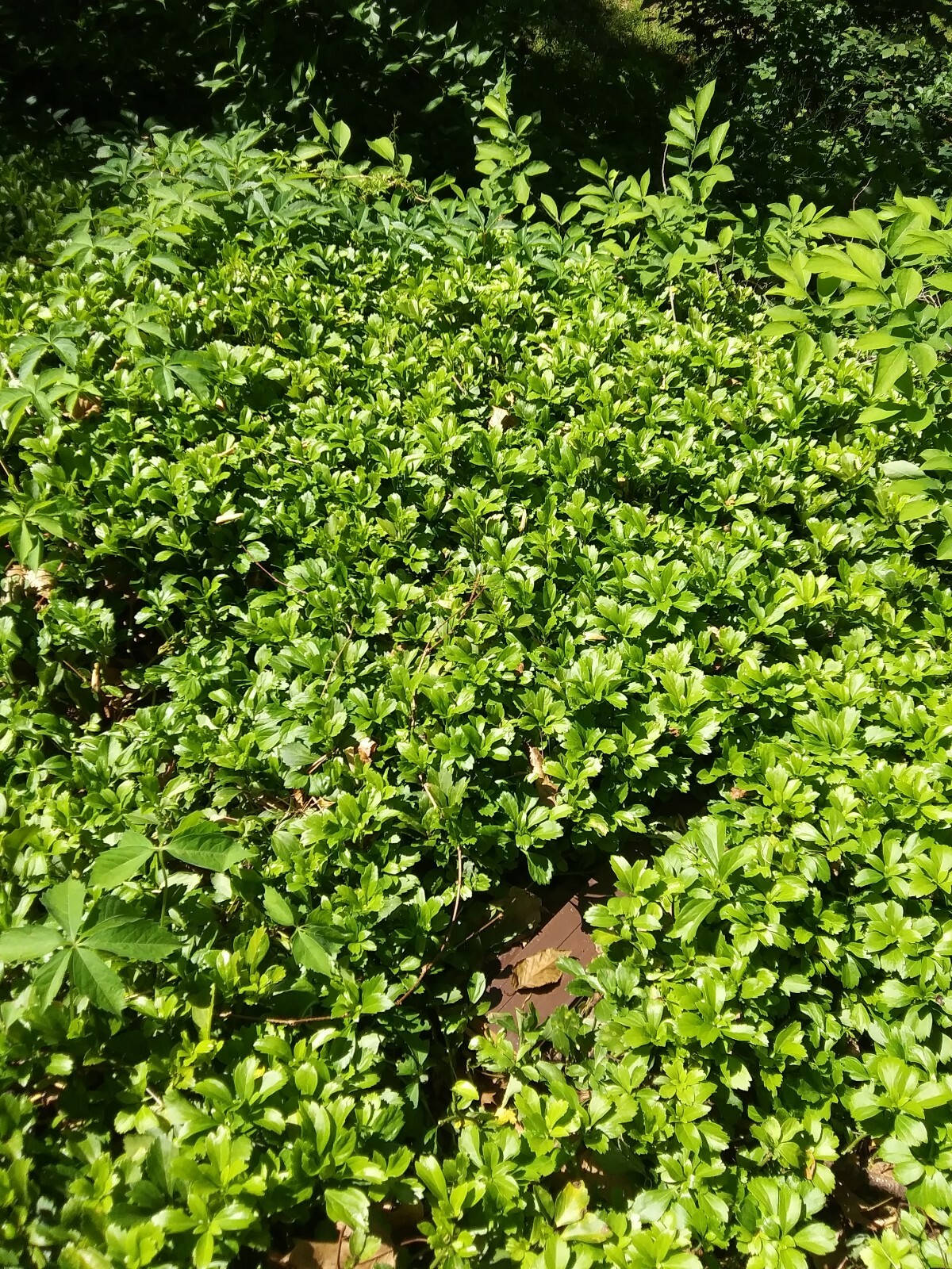 225+ mature well rooted Pachysandra terminalis ground cover plants