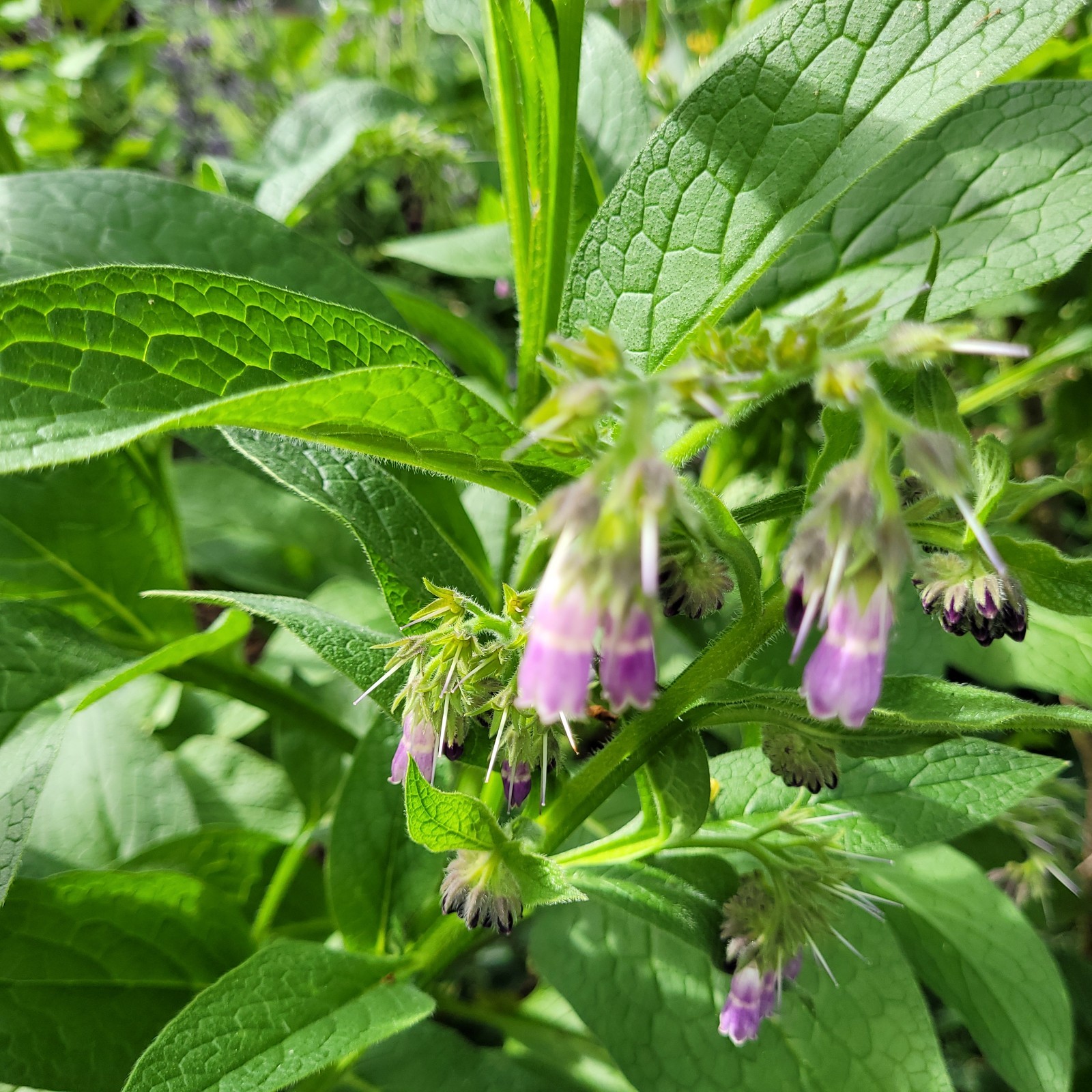 Russian Bocking 14 (Symphytum × uplandicum) 1-3 inch 10 Comfrey Root Cuttings