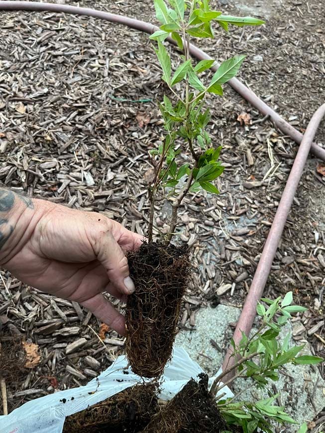 Vitex Chaste tree – Live Plants – Lilac Chasteberry