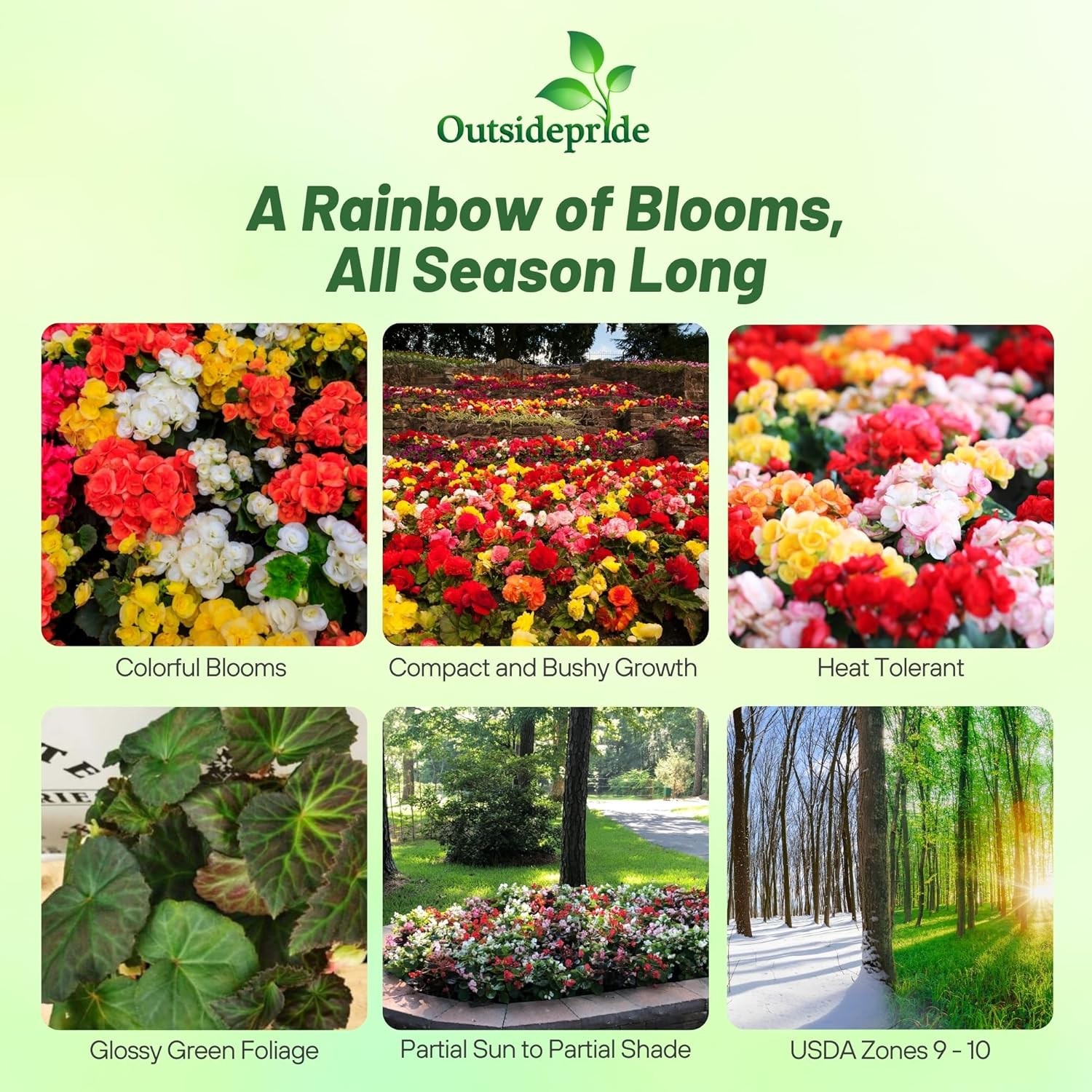 50 Seeds Limitless Begonia Garden Flower Seed Mix – Tuberous Begonias
