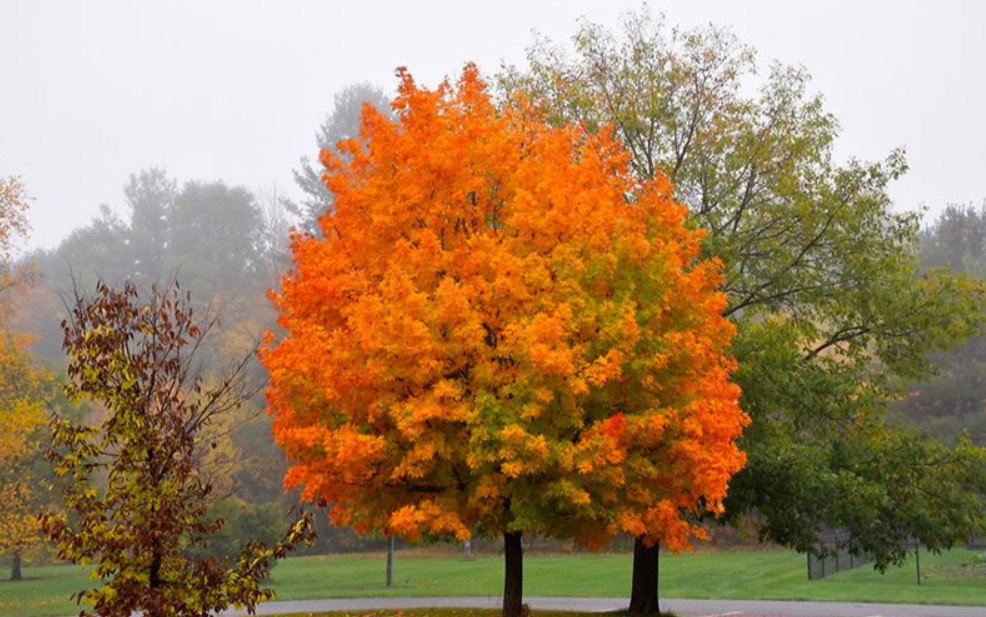 Sugar Maple Tree – Quart Pot Live Plant – Acer saccharum for Landscape & Shade
