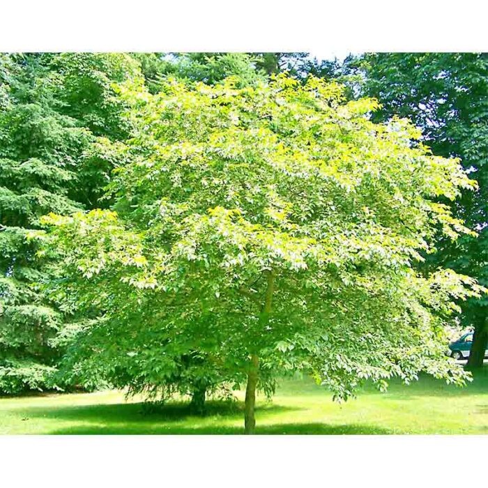 Styrax Japonica aka Japanese Snowbell 10 Seeds Free Shipping!