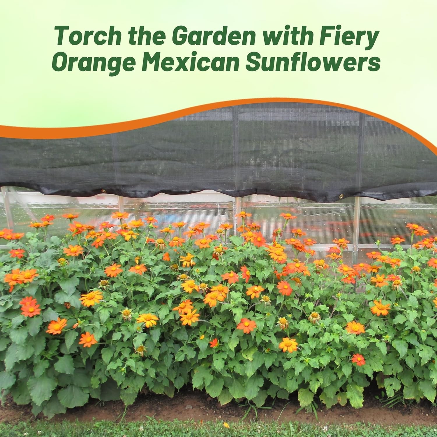 1000 Seeds Orange Mexican Sunflower Seeds For Planting | Tithonia Speciosa
