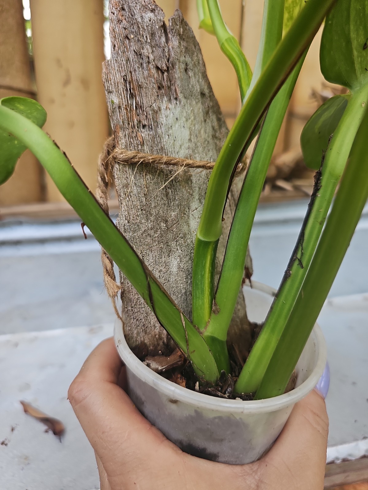 GIANT Variegated Golden Pothos Climbing hawaiian Large TRUNK NOT MONSTERA Mature