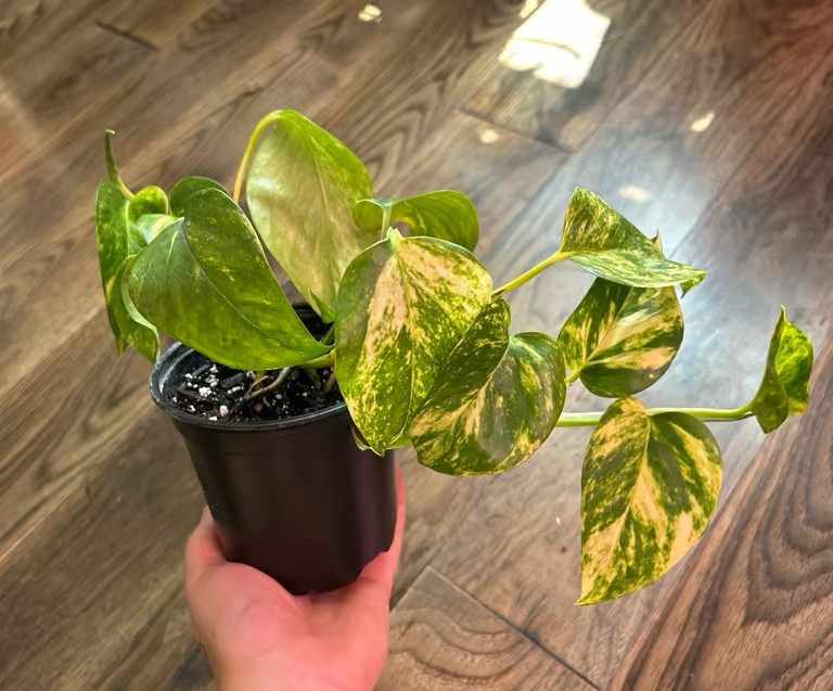 Golden Pothos