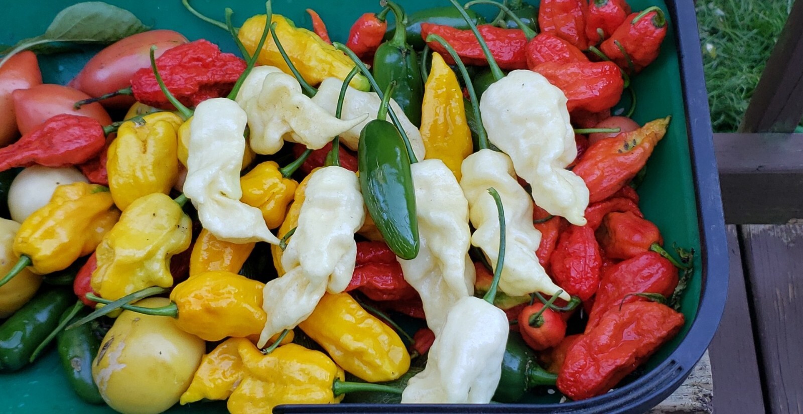 Heirloom Pepper Seeds – Many Unusual Varieties – One Shipping Charge