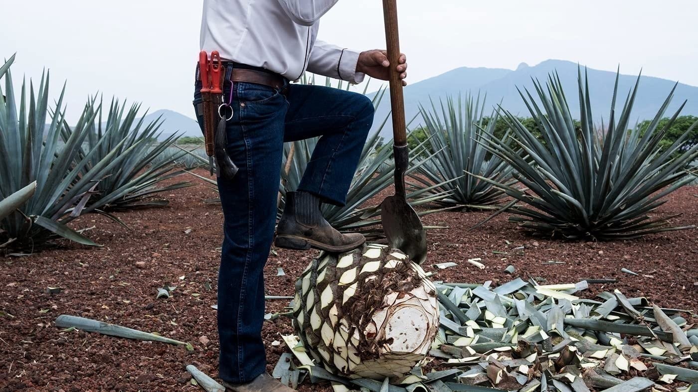 Agave Tequilana | 1 Gallon | Agave tequilana | Drought Tolerant | Succulent