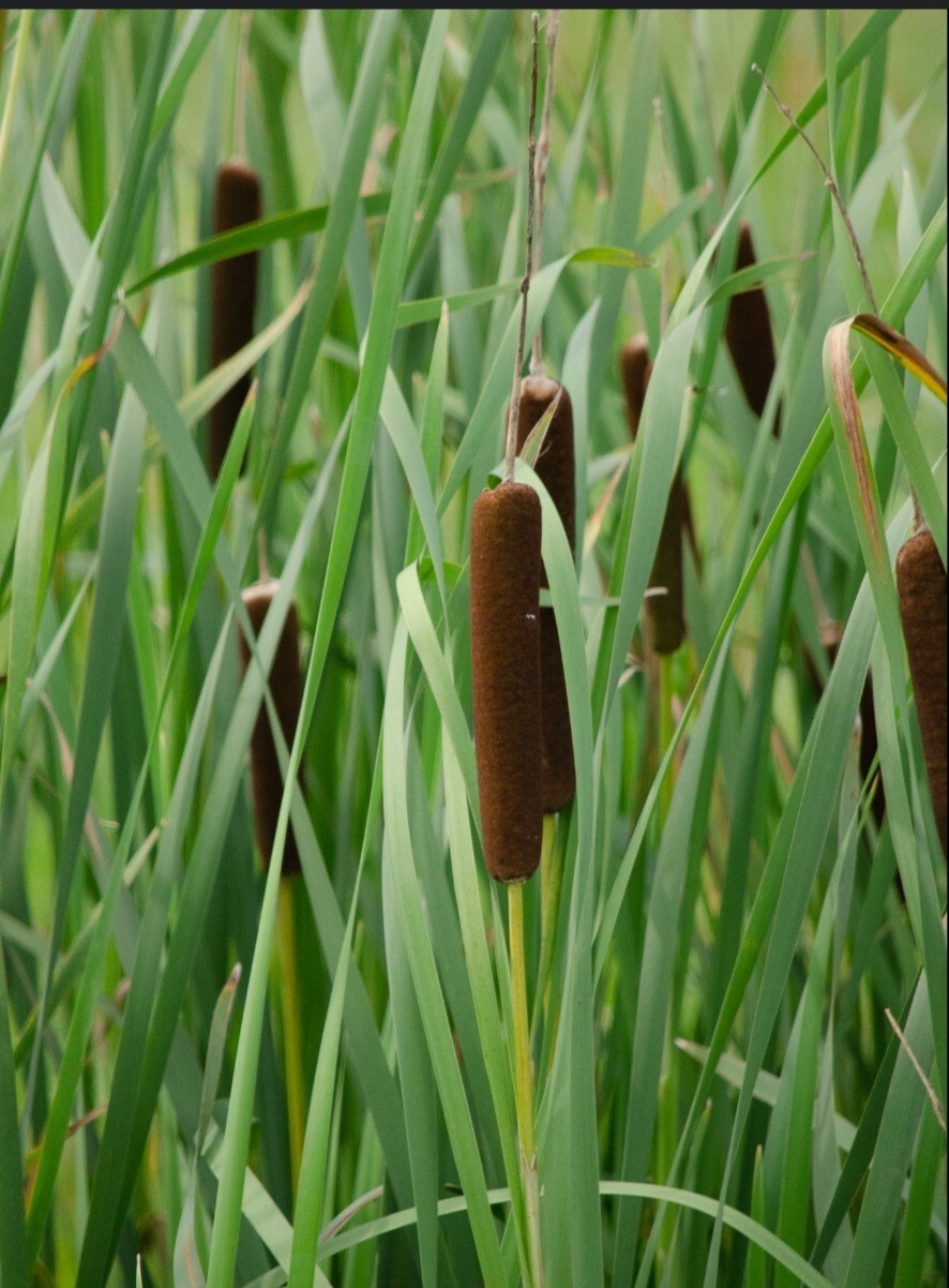 250+ Native Cattail Seeds – Typha latifolia – Water Plant Edible Wildlife