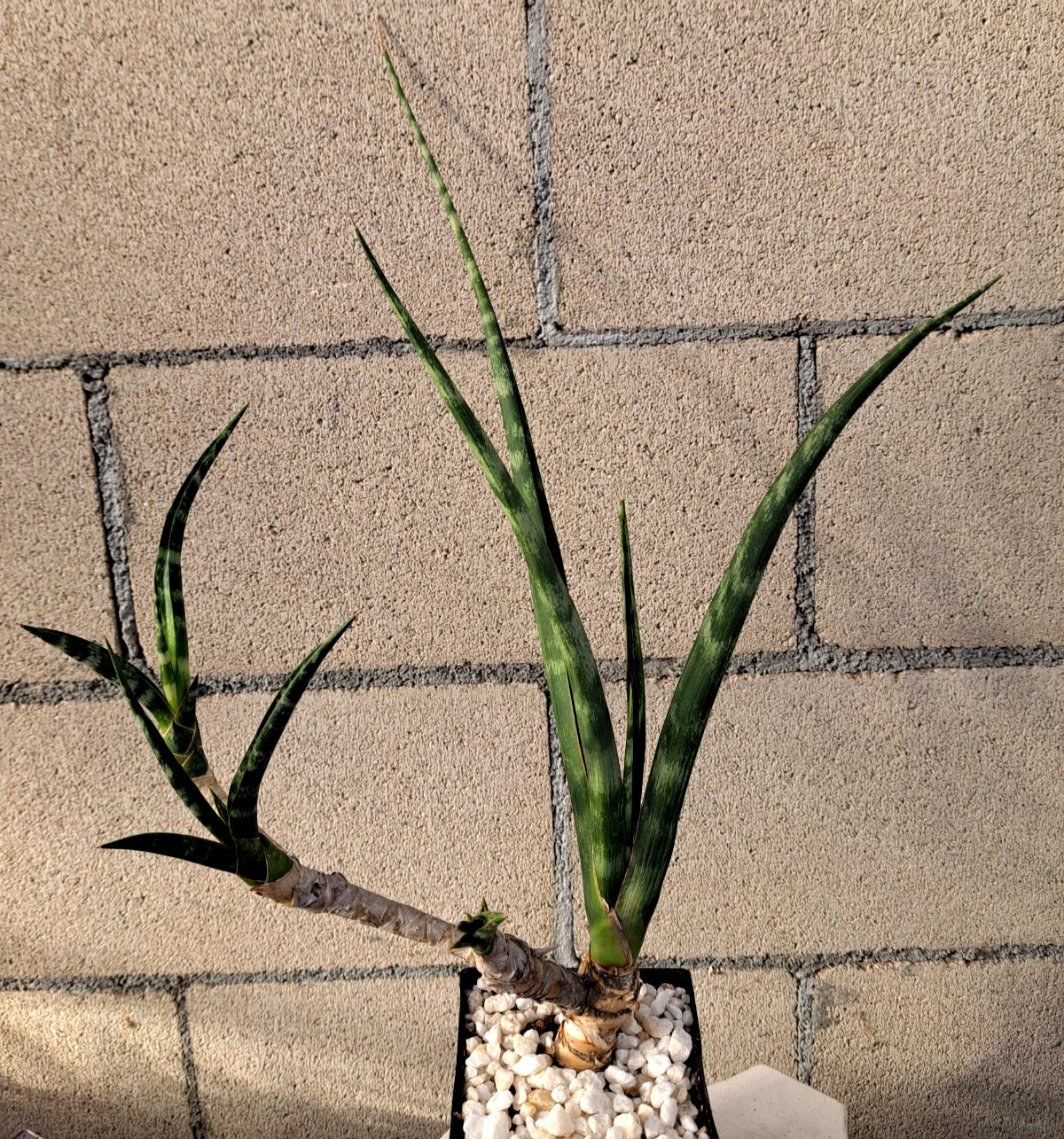 Sansevieria Fernwood Bonsai Tree Draceana Plant Houseplant Succulent