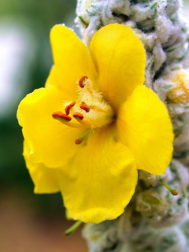 * BULK* 100 SEEDS * MULLEIN SEED * ORNAMENTAL PLANT * FLOWERING * MEDICINAL *