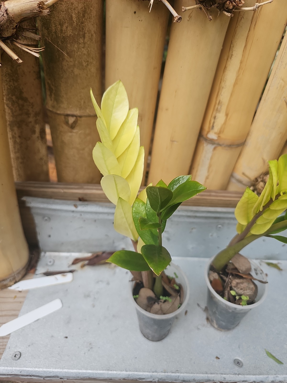 ZZ Plant Chameleon Zamioculcas zamiifolia Rare Color Changing Variegated 3″ Pot