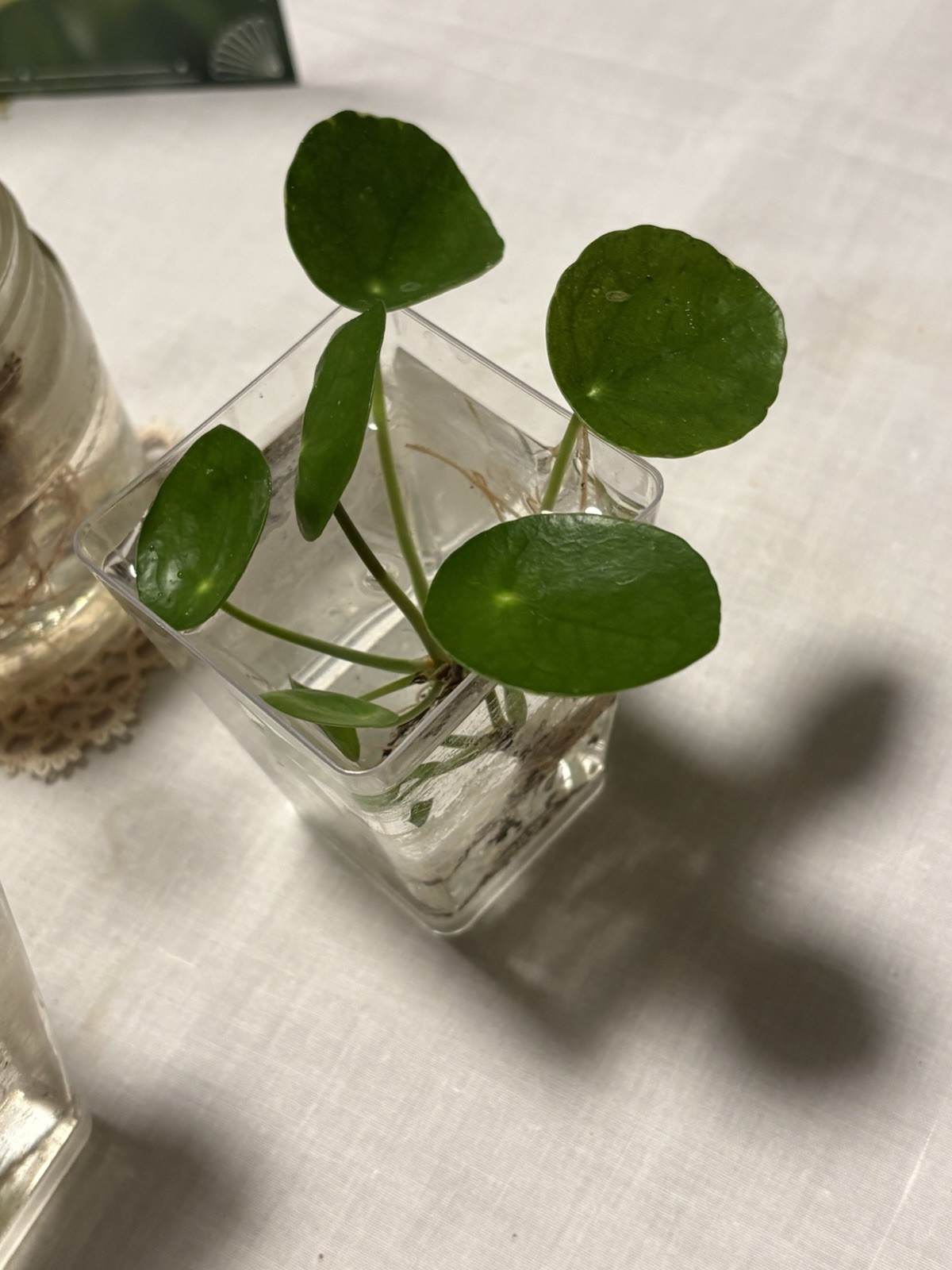 🪴Feng Shui Good Karma Chinese Money Starter Plant Promotes Prosperity,Peace