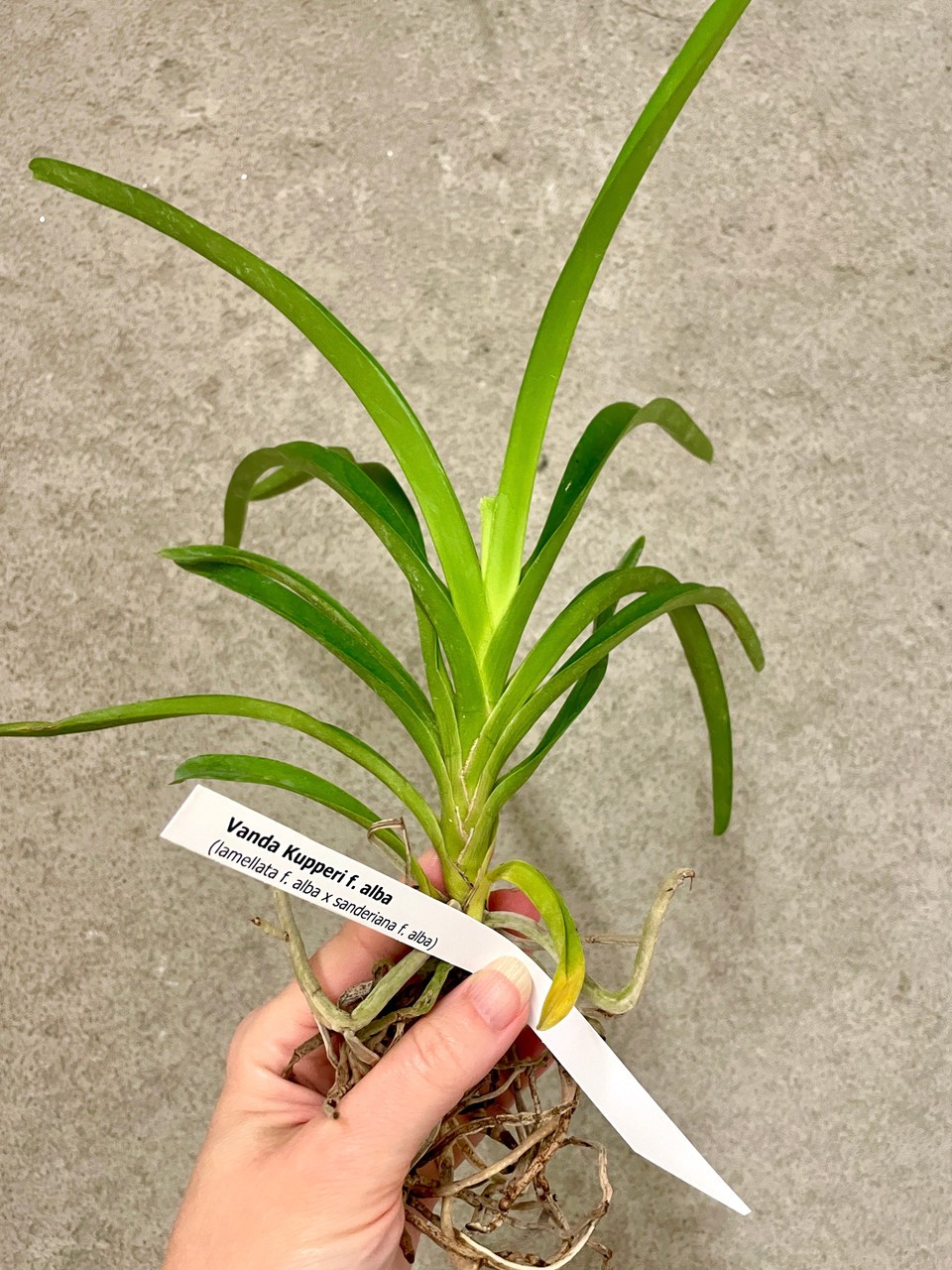 Vanda Kupperi alba (lamellata x sanderiana) | SapphireChild Orchids