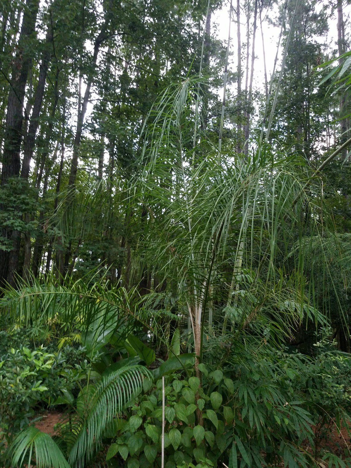 Syagrus romanzoffianum COLD HARDY QUEEN PALM Seeds!