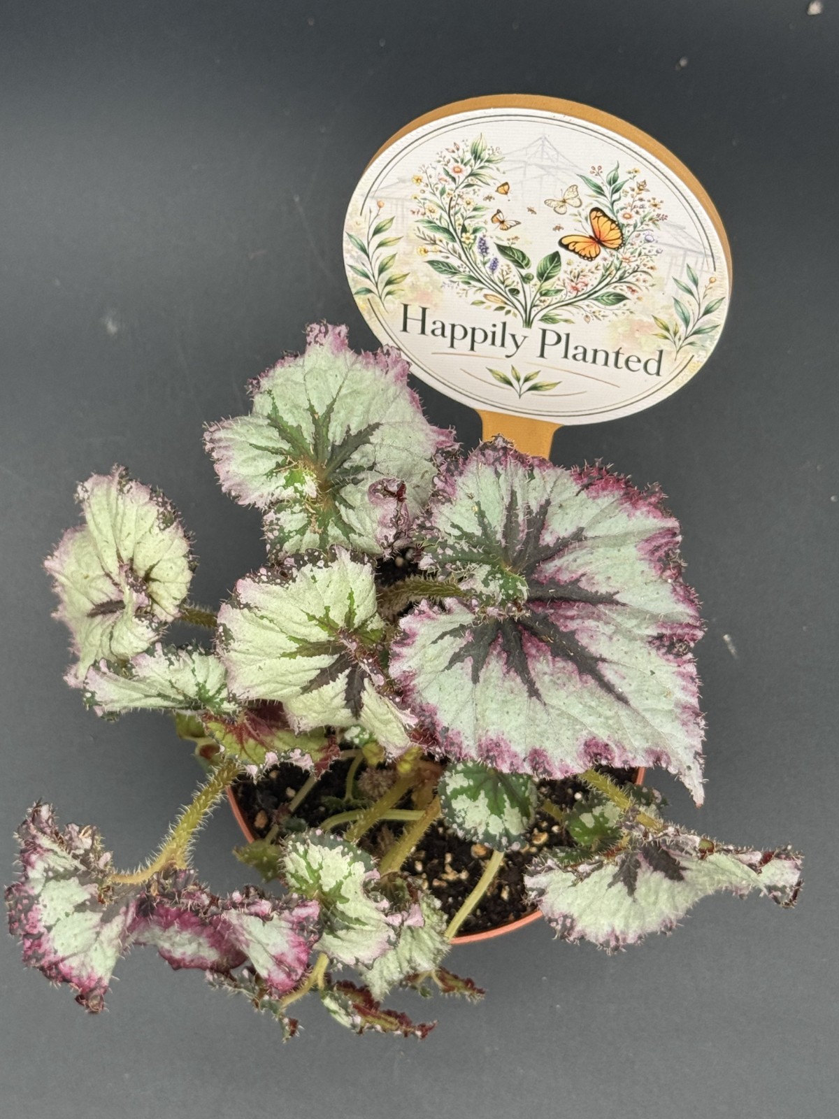 Begonia Strawberry Shortcake – 4″ Pot Live Plant – Free Shipping