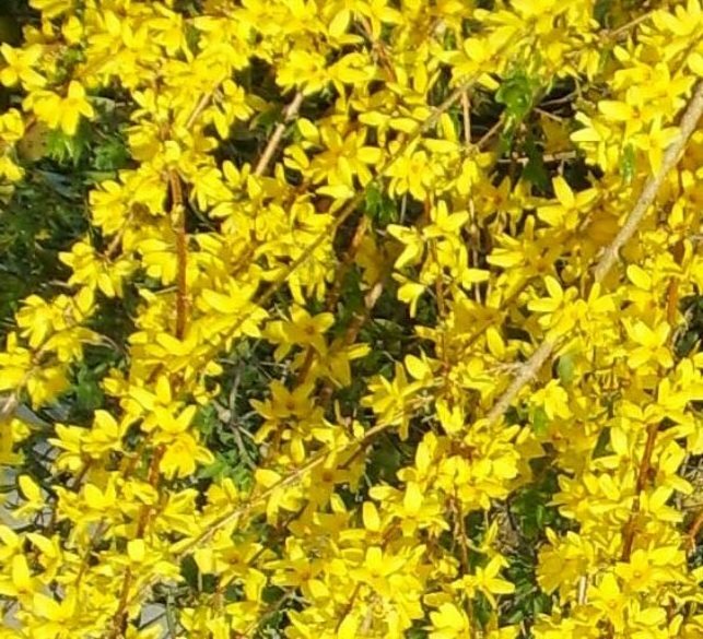 25 Fresh Cuttings Forsythia Yellow Bells 6-8″ Easy to Root Propagation #Item -SA