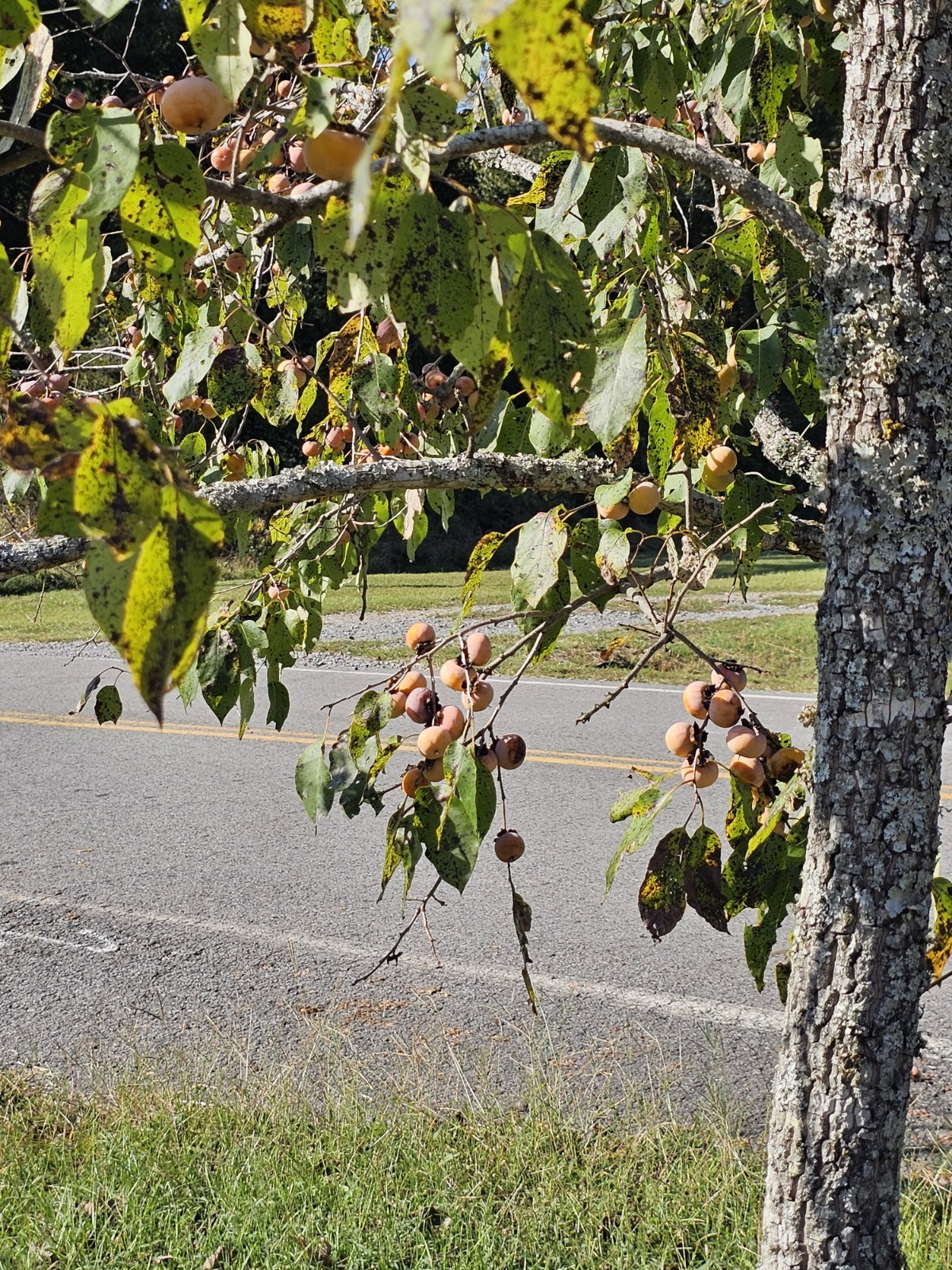 50 American Persimmon Seeds Organic From Arkansas (Diospyros Virginiana)