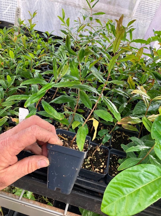 Pomegranate ‘Sweet’ – Punica granatum – Live Plant