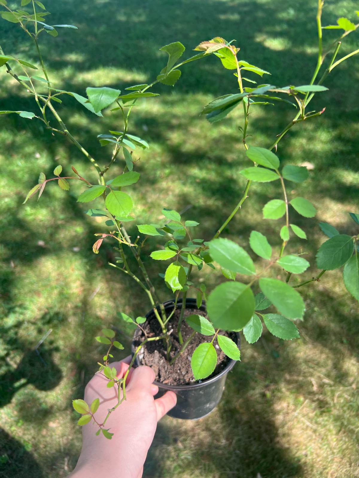 Lady Of Shalott Rose, Climbing Rose, Live Plant