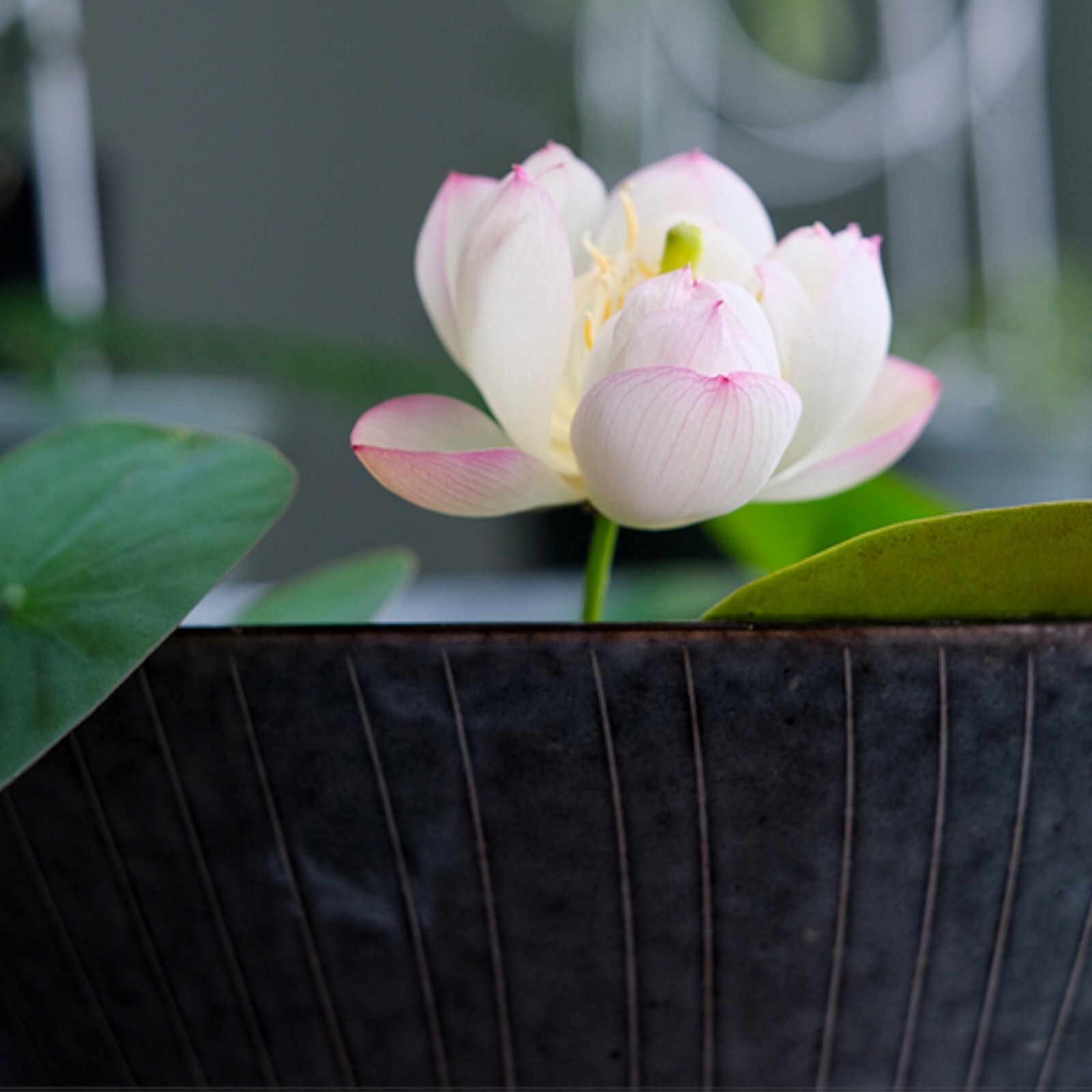 Nurture Tranquility with 10pcs Bowl Lotus Seeds A Serene Marvel for Your Indoor