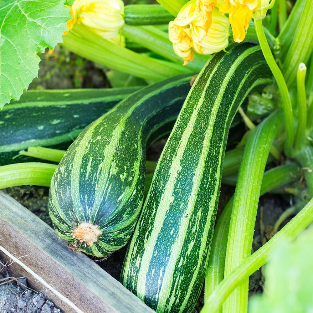 25 Cocozelle Zucchini Summer Squash Seeds, NON-GMO, Cocozella di Napoli,