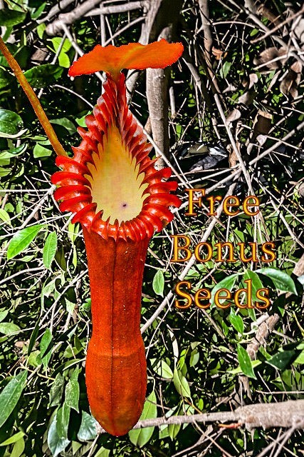 (Limited Supply) 50 Nepenthes Edwardsiana Seeds Harvested in California