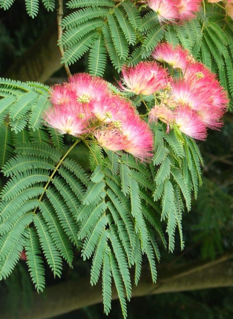 6″ to 12″ tall Mimosa tree in small pot – to grow (1) a large tree or (2) bonsai