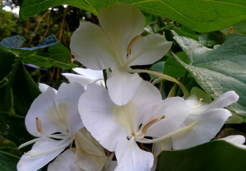 4 PACK HAWAIIAN TROPICAL WHITE GINGER PLANT BARE ROOT – Easy To Grow In/Outdoor