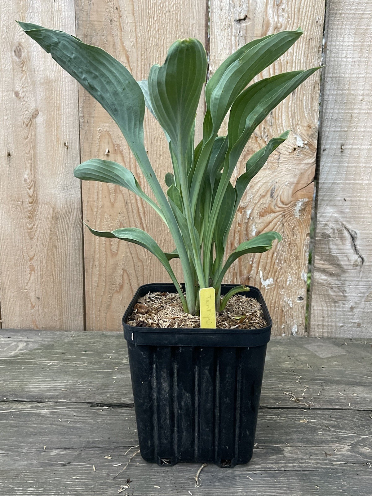 Potted Hosta ‘Tenryu’ Plant 1gal. UPRIGHT Powder Steel Blue Thick Substance