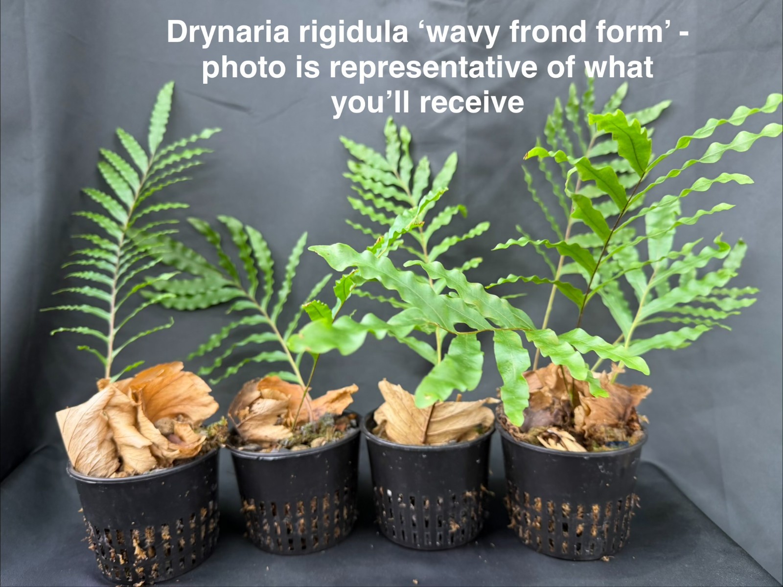 DRYNARIA RIGIDULA SPECIES WAVY Size B- not staghorn platycerium fern tropical