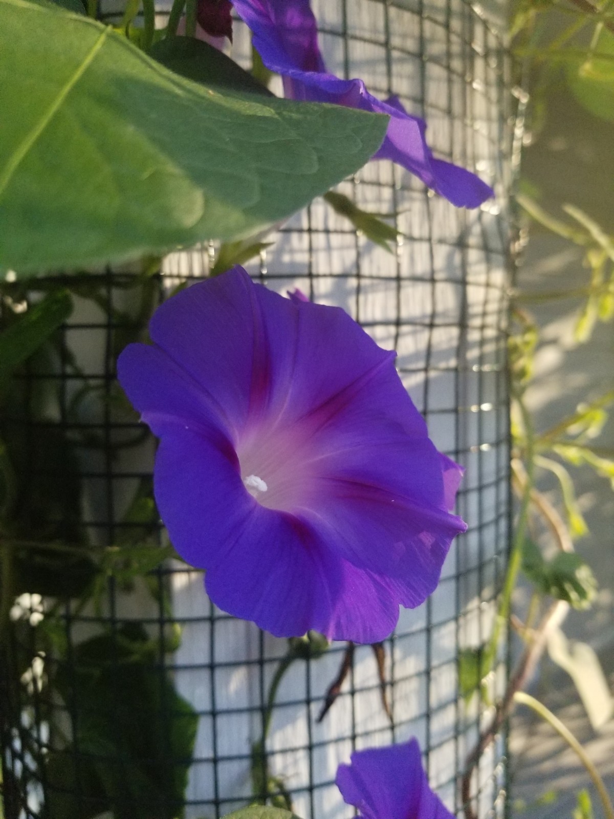 Morning Glory Seeds, Vining Purple Ipomoea Purpurea – Organically Grown