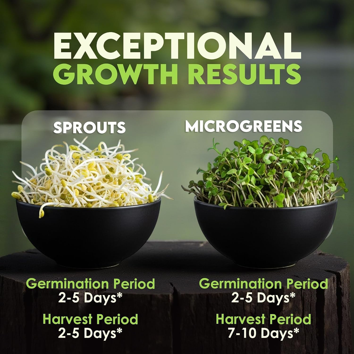 Home Sprouting Seeds – Organic Broccoli, Alfalfa & Radish Mix – 1lb