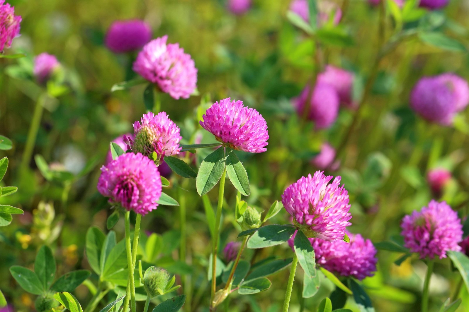 1500 RED CLOVER Monarchs Trifolium Pratense Rose Mauve Flower Ground Cover Seeds