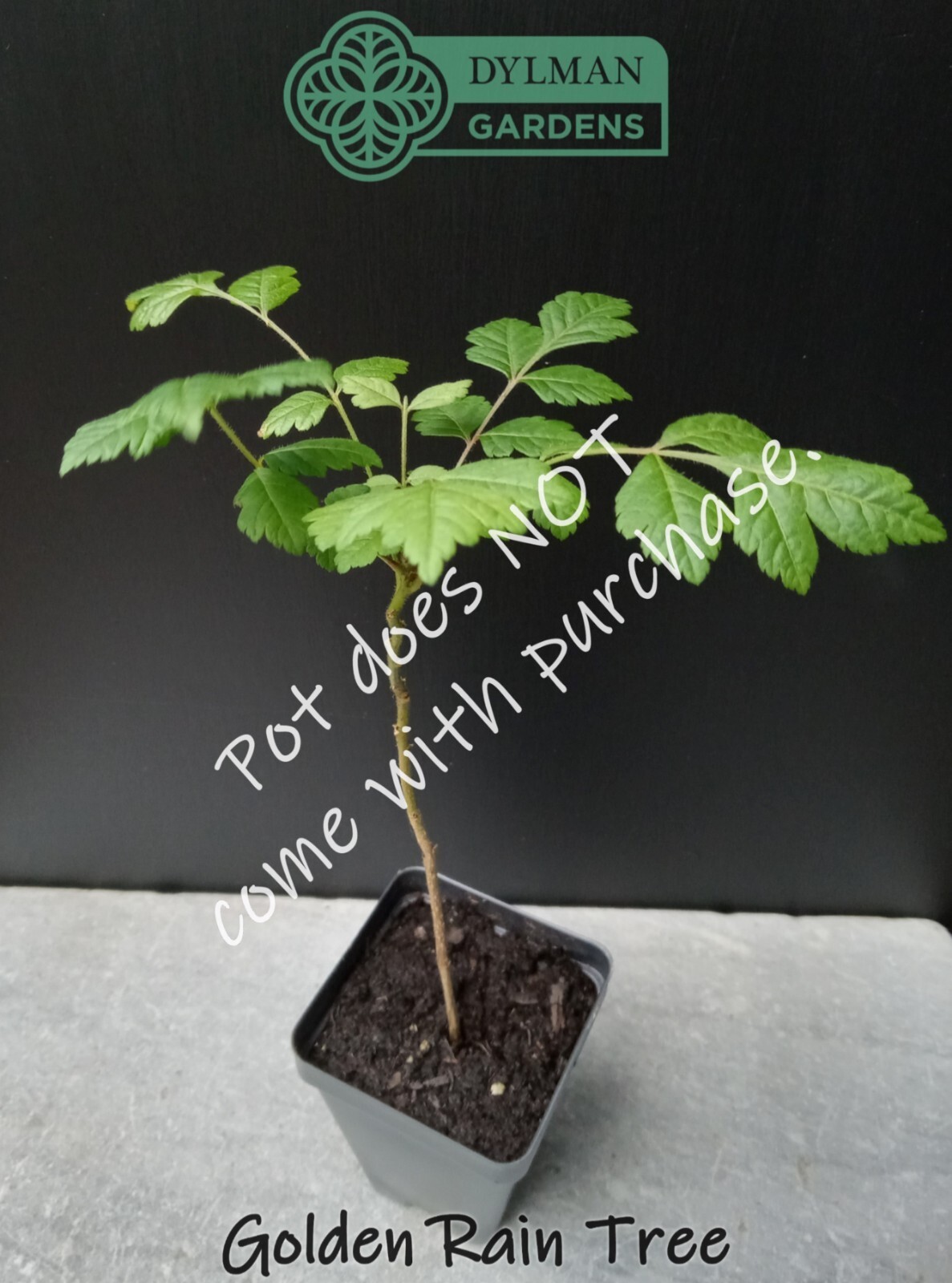 Golden Rain Tree (Koelreuteria paniculata) Bee-friendly Tree – Multiple Sizes