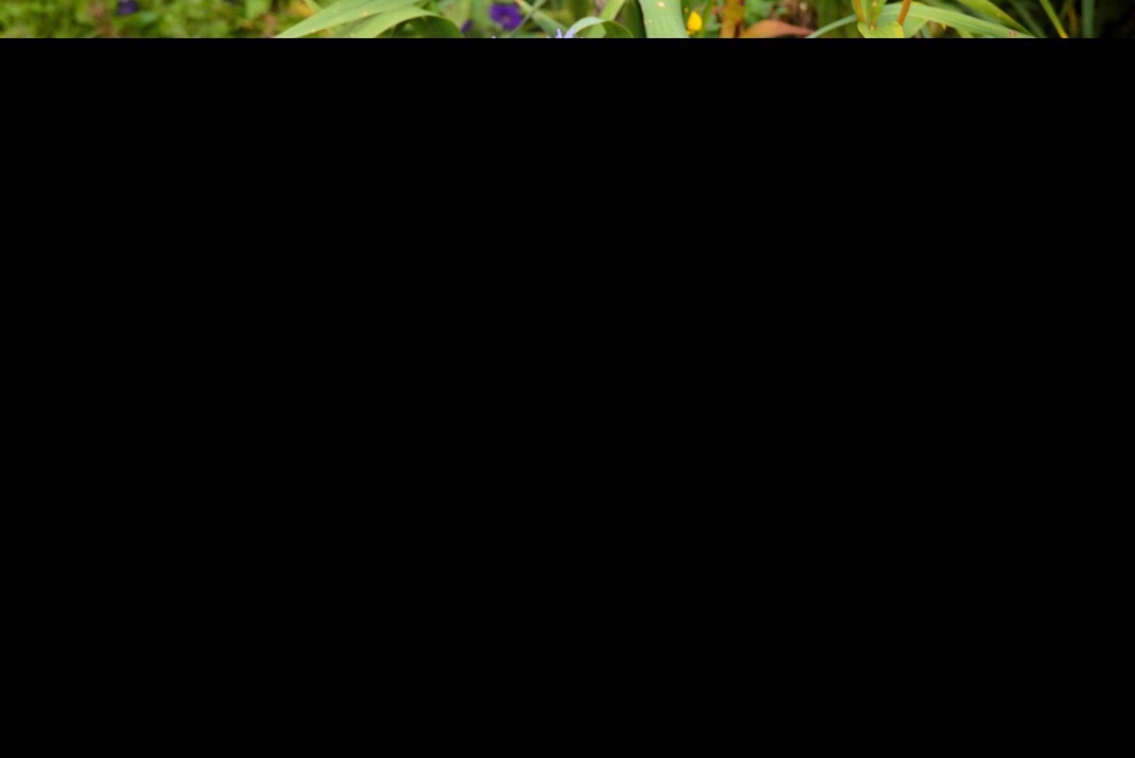 100 PURPLE Smooth Violet PRAIRIE ASTER Aster Tanacetifolia Flower Seeds