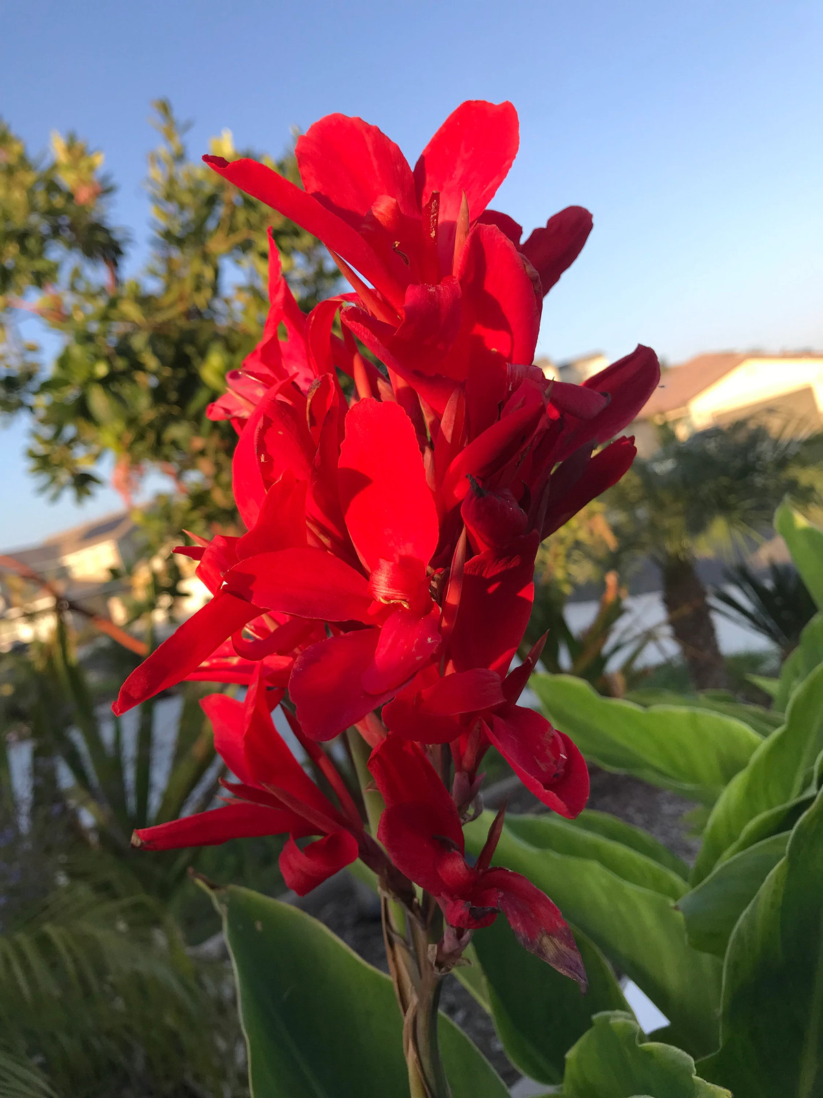 Canna Kreta Rhizome: Brilliant Red Blooms – 1-Rhizome