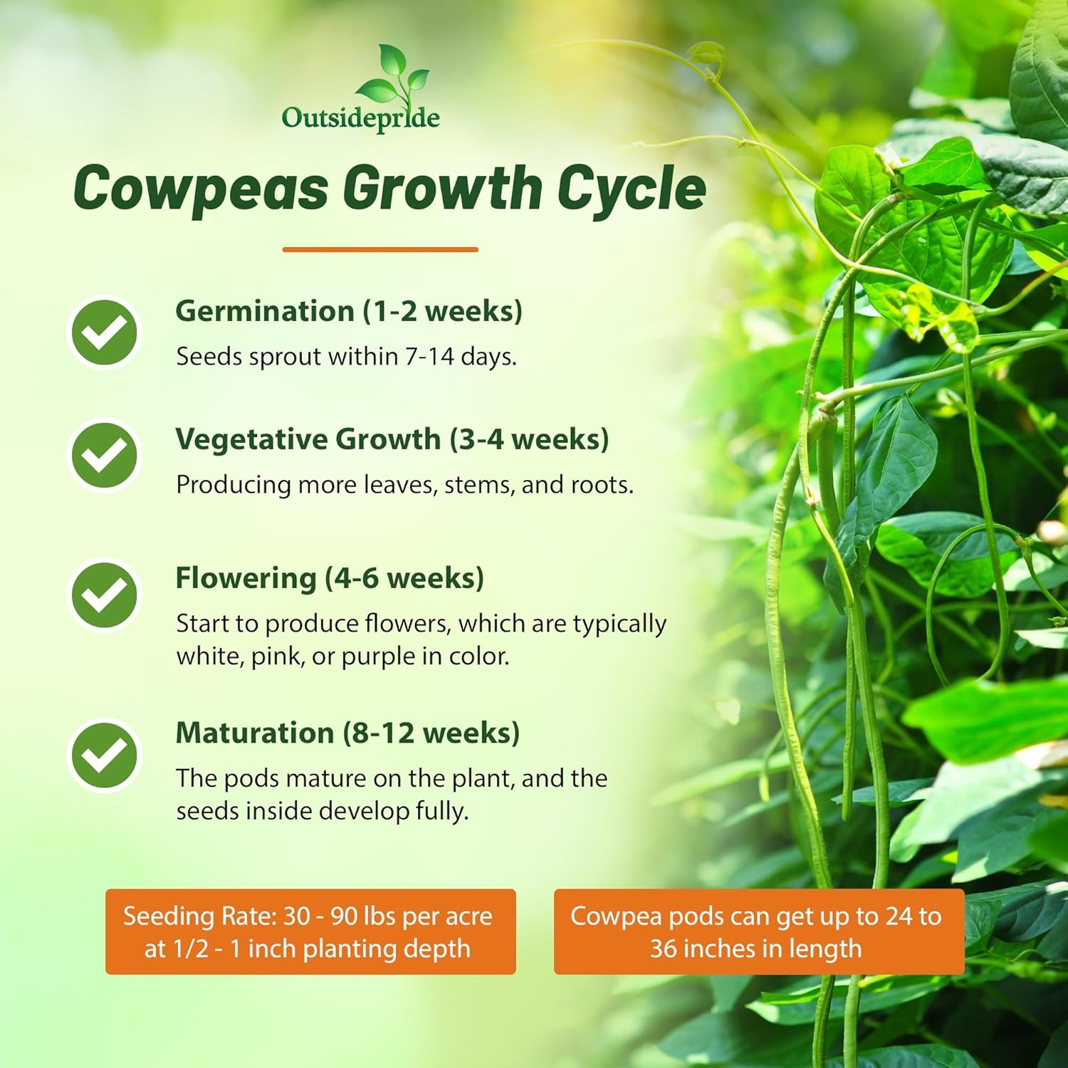 10 LBS Cowpeas For Cover Crops, Forage, & Silage