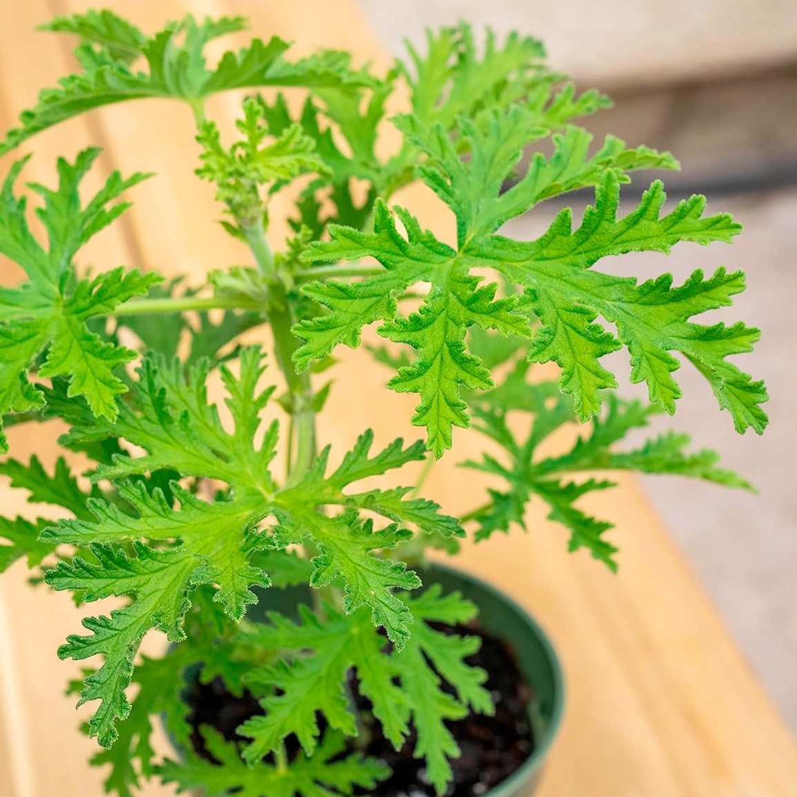 Citronella Plant, Mosquito Plant, Fully rooted in a 4″ Nursery Pot