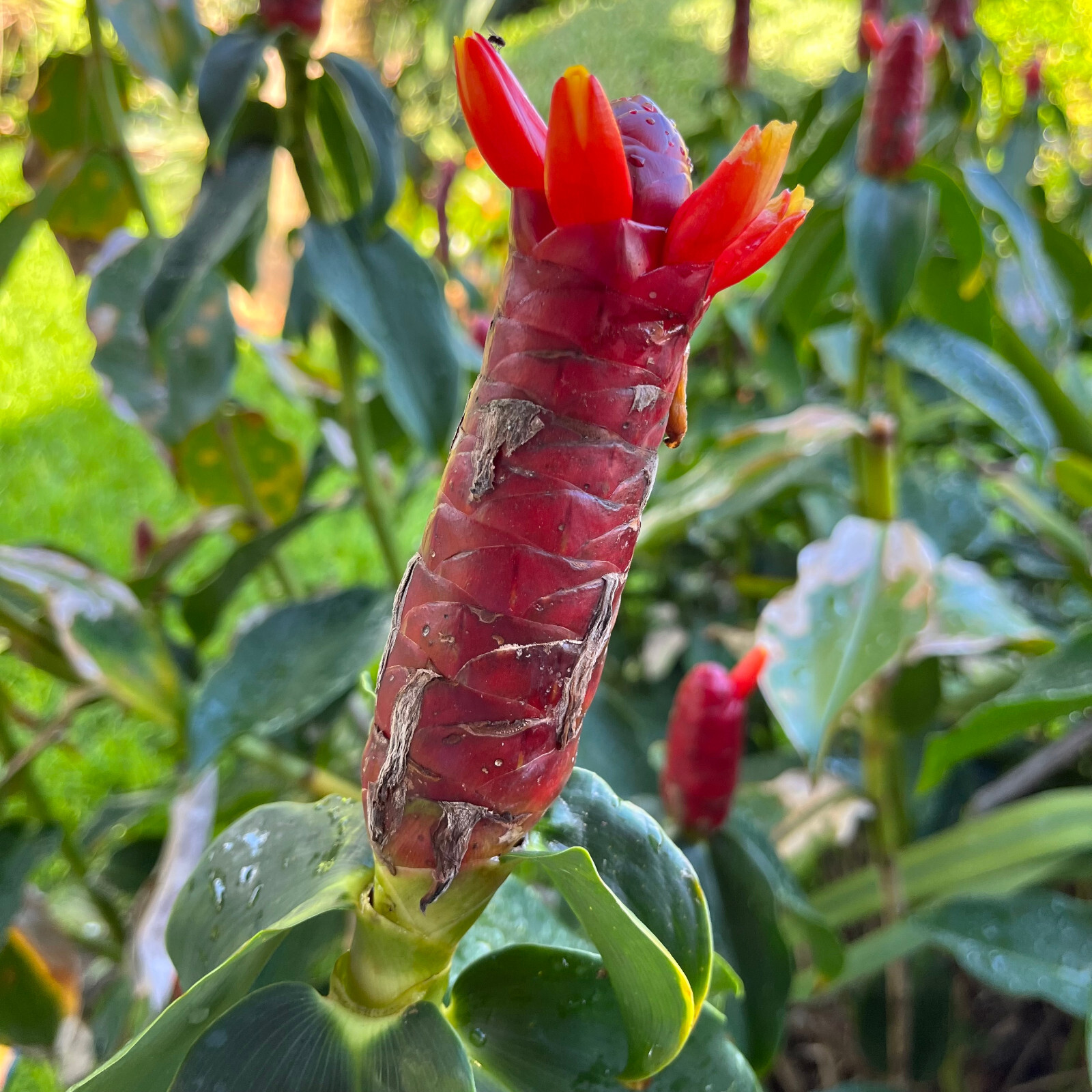 Red Button Ginger – FREE SHIPPING – Costus Woodsonii- 12″- 16″ Tall Plant