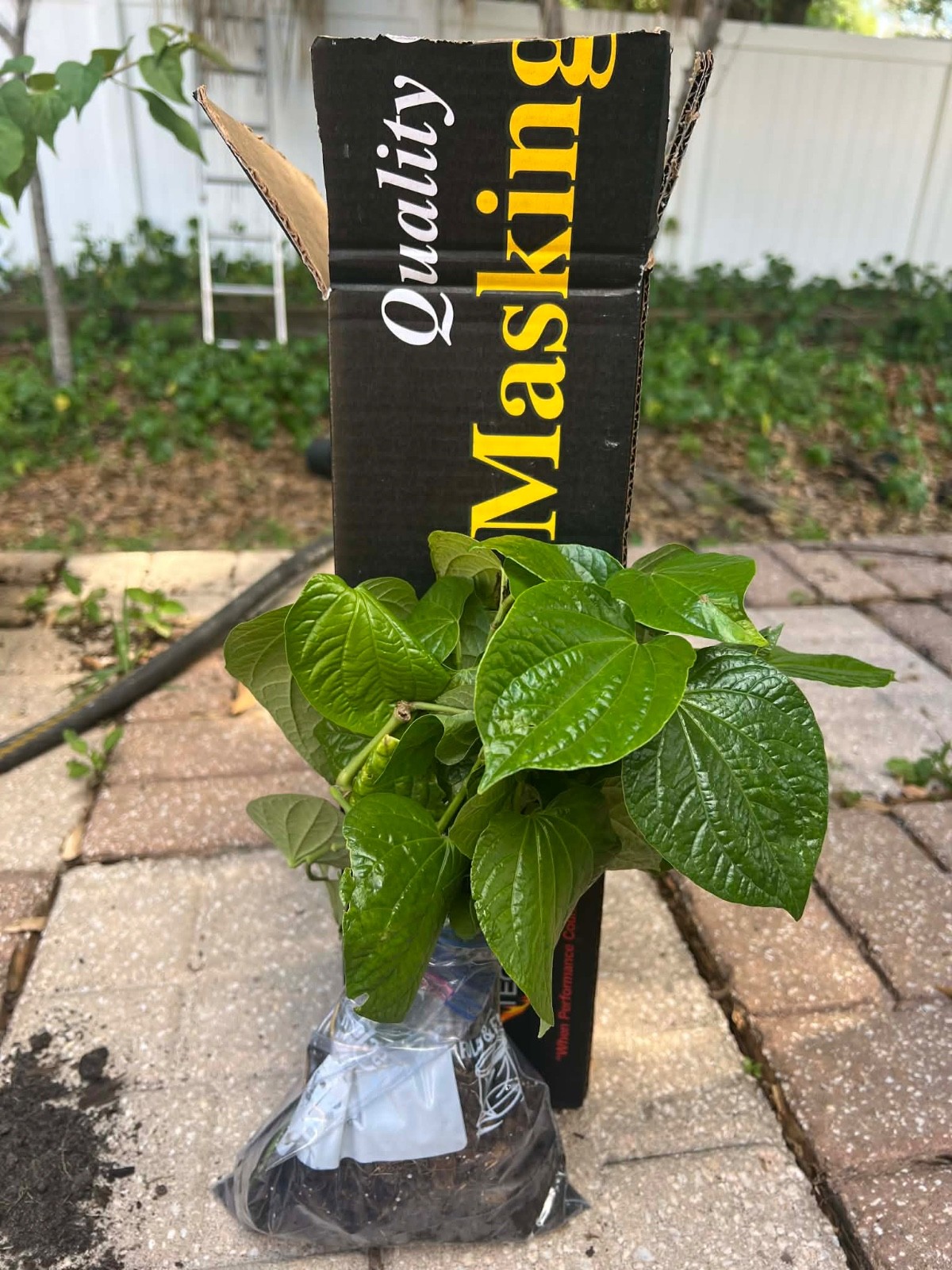8”-12” Vietnamese Root Natural Betel ( Lá Lốt ) 10 Live Plants In The Pot