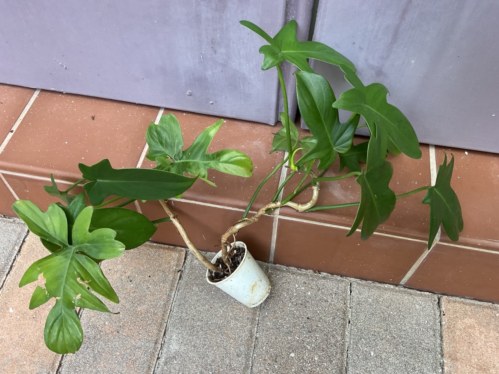 Philodendron pedatum double rhizome 1.5” cup rooted species Aroid houseplant