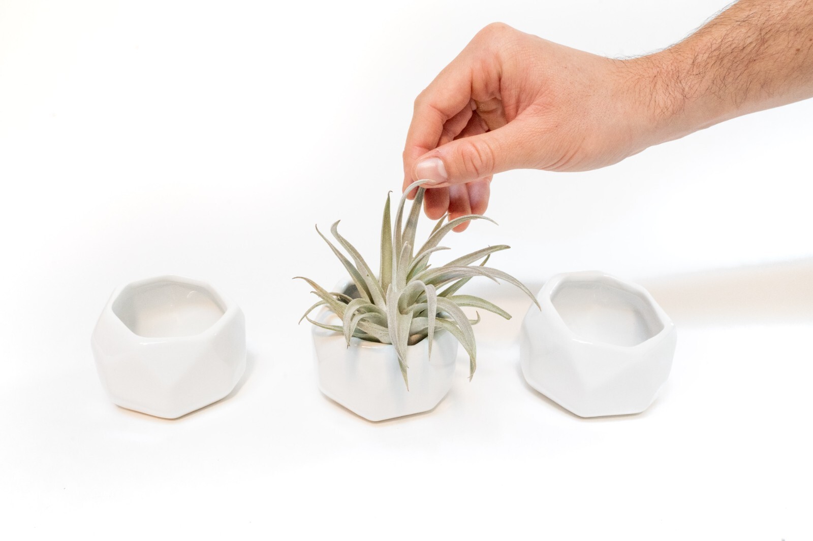 White Ceramic Holder with Custom Air Plant – Easy Indoor Outdoor Succulent