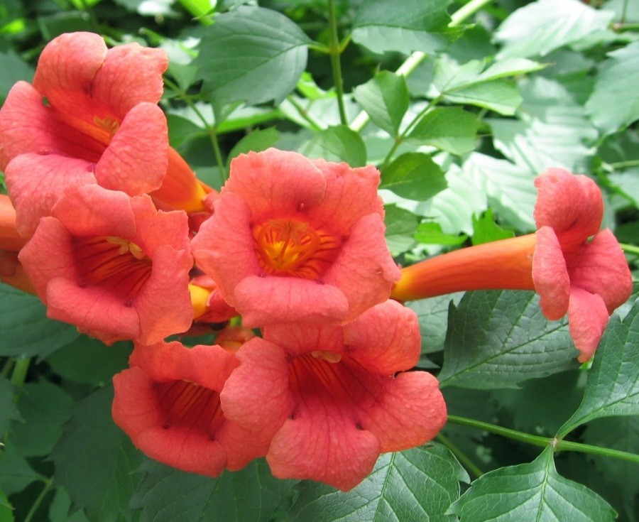 Flame Red Natural Trumpet Vine Bare Root Live Plant 1+ Foot All Natural